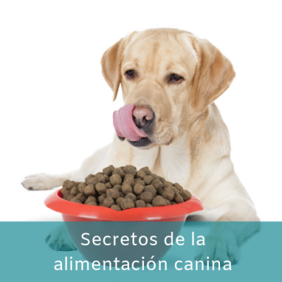 Secretos de la alimentación canina